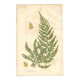Engraving from 1889 - Fougères fern by A. Pratt - Botanical lithograph