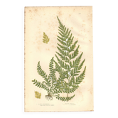 Engraving from 1889 - Fougères fern by A. Pratt - Botanical lithograph