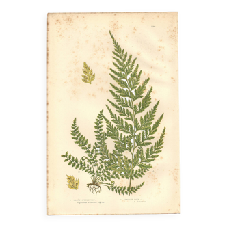 Engraving from 1889 - Fougères fern by A. Pratt - Botanical lithograph