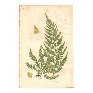 Gravure de 1889 - Fougères ptéride  par A. Pratt - Lithographie botanique