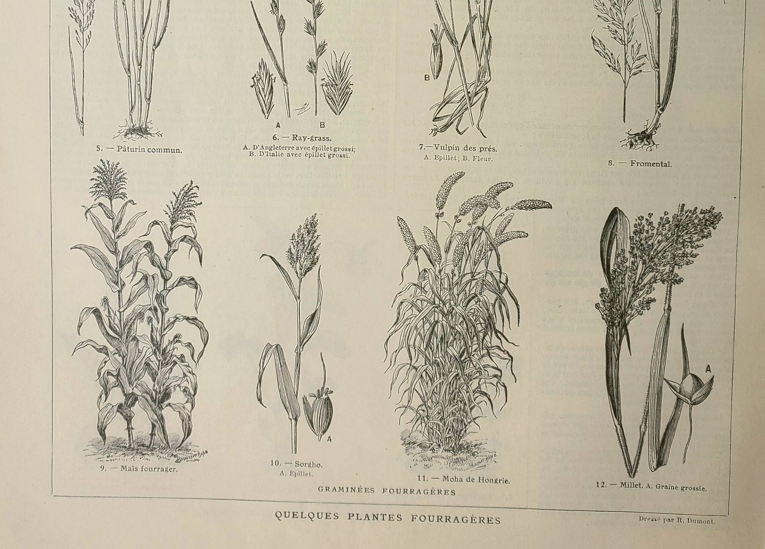 Old engraving 1922, Fodder, cereals, plants, fodder • Lithograph, original illustration