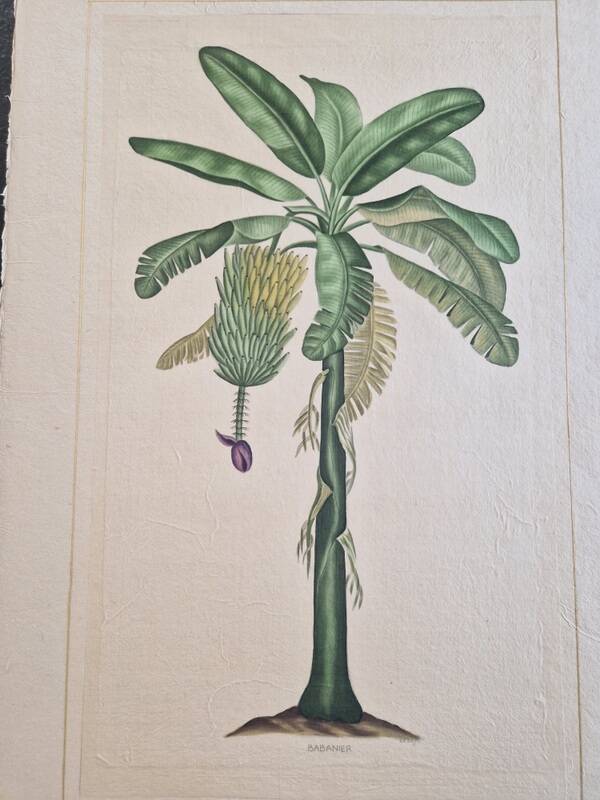 La Roche Laffitte (Born in 1943) - Watercolour drawing on silk - Banana tree