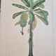 La Roche Laffitte (Born in 1943) - Watercolour drawing on silk - Banana tree