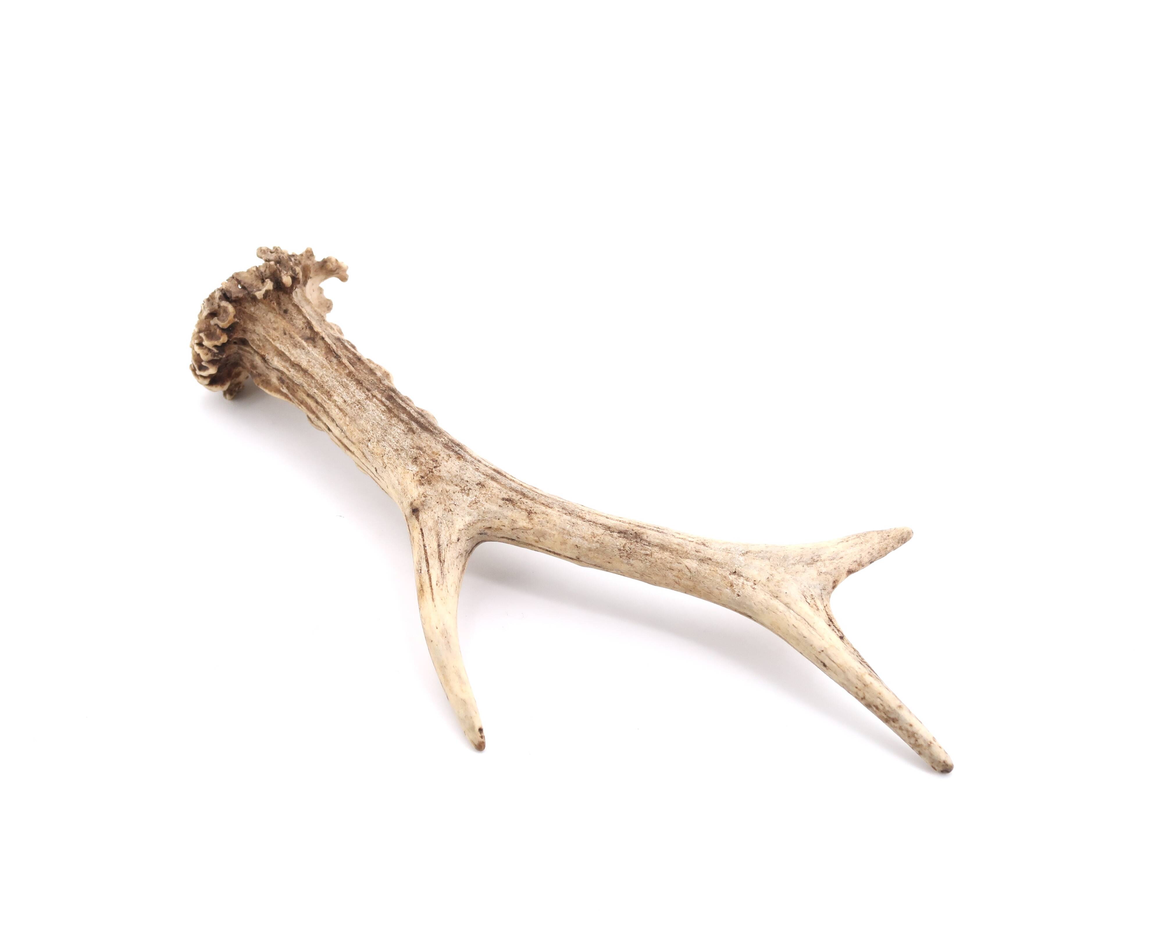 Natural deer antler