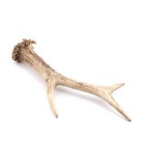 Natural deer antler