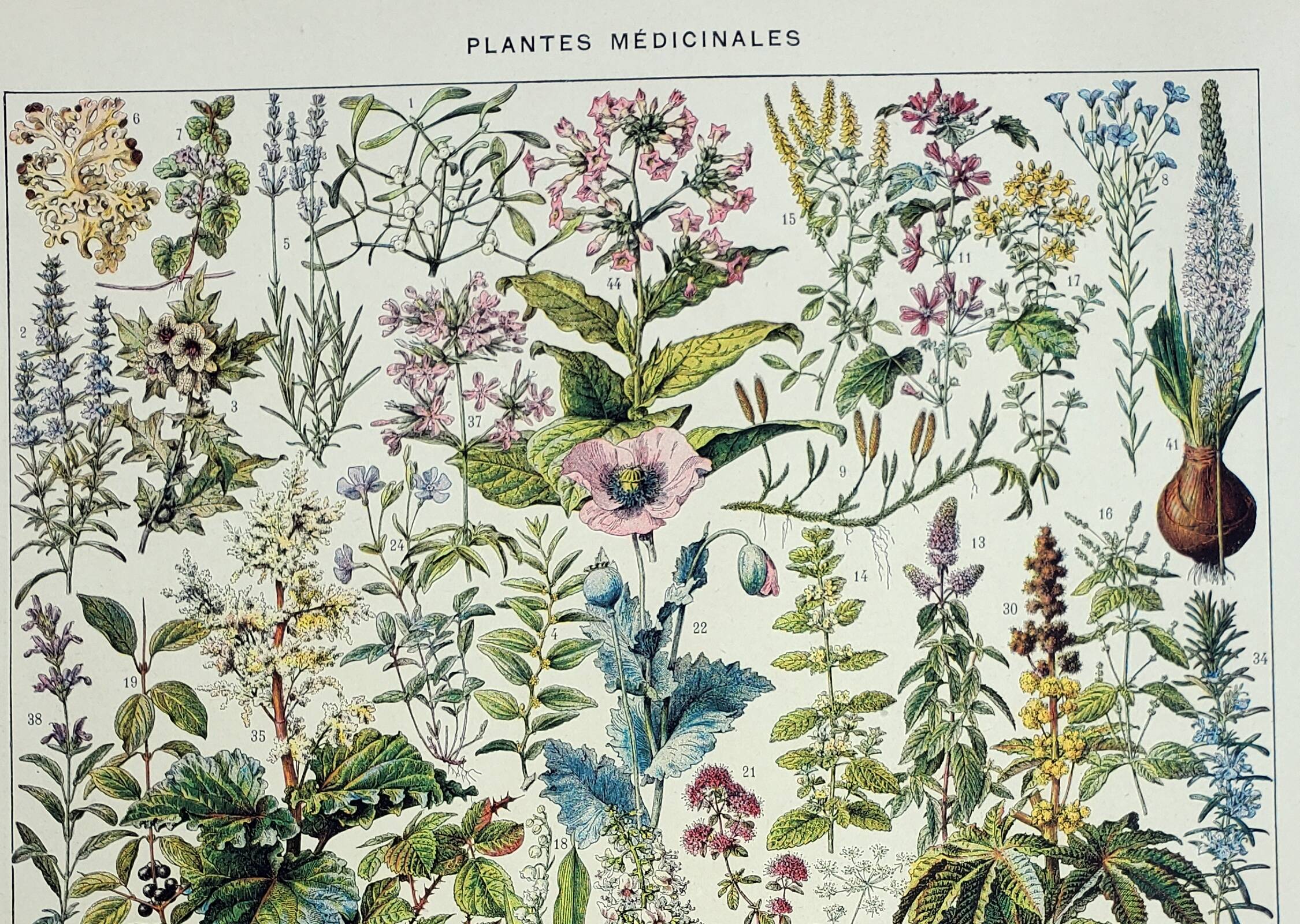 Old engraving 1928, Medicinal plants 2, herbalism • Lithograph, Original plate