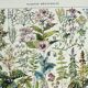 Old engraving 1928, Medicinal plants 2, herbalism • Lithograph, Original plate