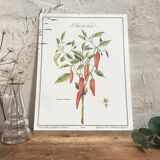 Planche botanique le piment doux