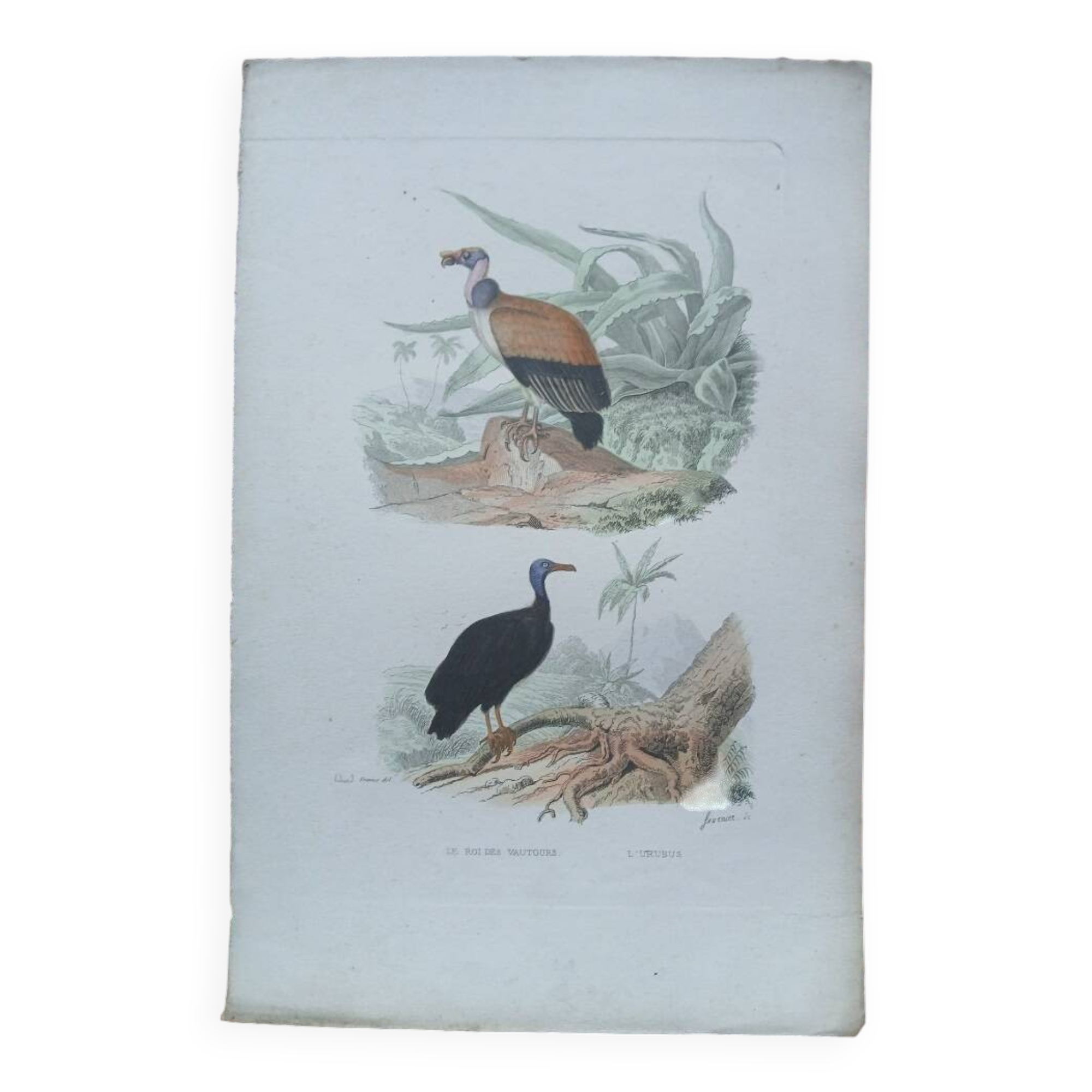 Poster - 19th century zoological engraving of birds - vulture - urubus
