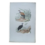 Poster - 19th century zoological engraving of birds - vulture - urubus