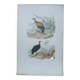 Poster - 19th century zoological engraving of birds - vulture - urubus