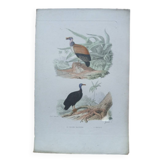 Poster - 19th century zoological engraving of birds - vulture - urubus