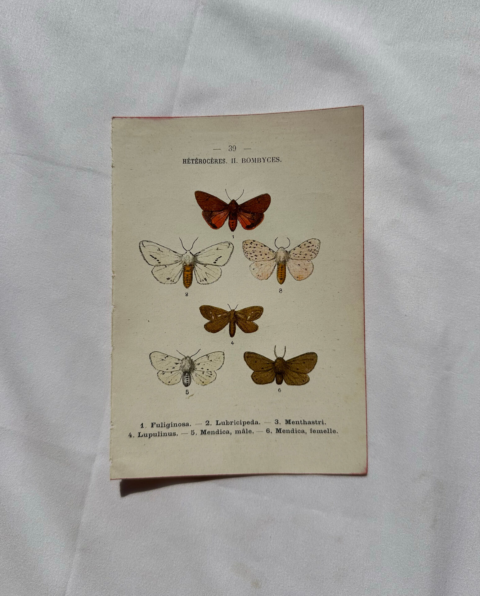 Gravure naturaliste  Papillon 19eme affiche botanique originale 1800