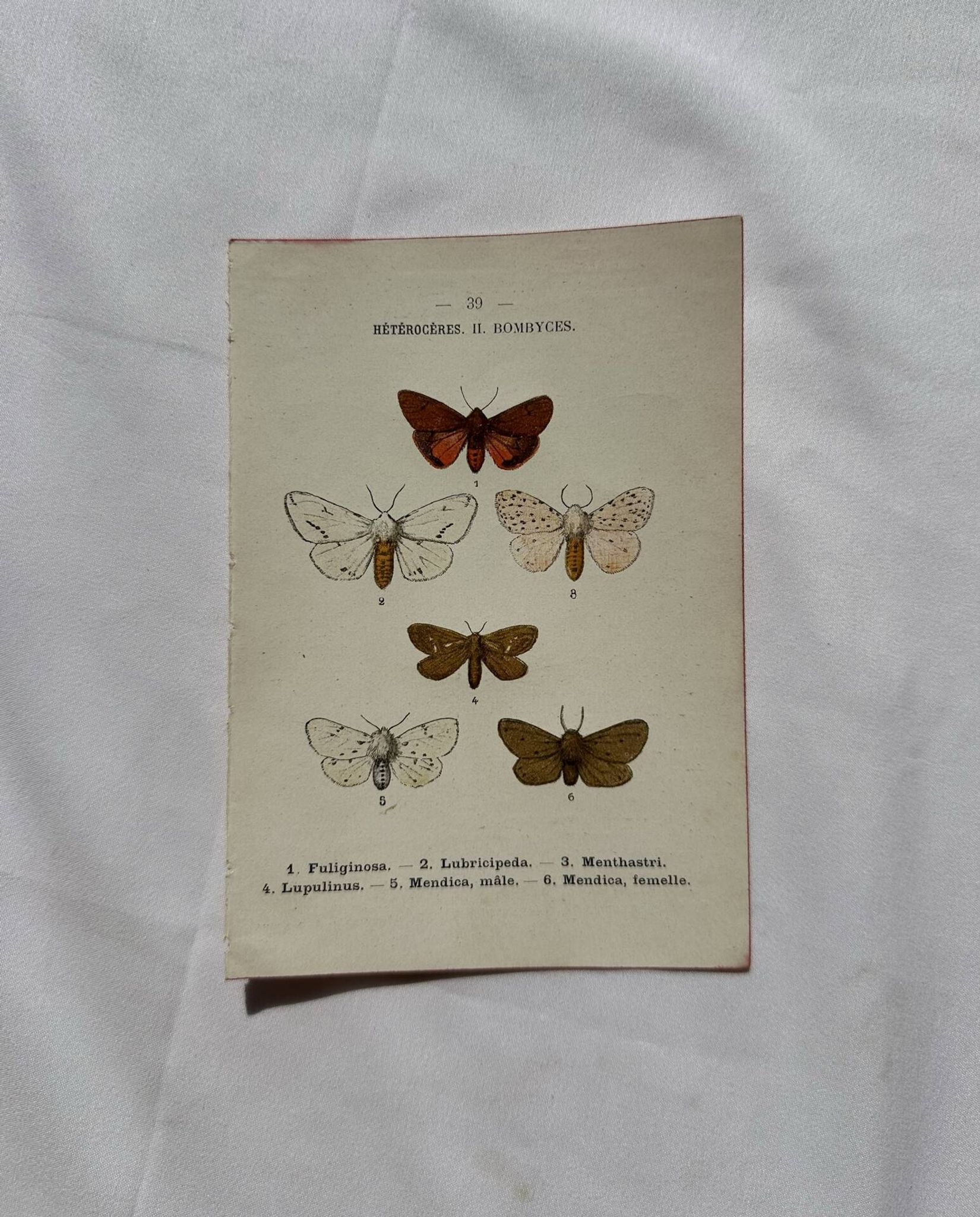 Naturalist engraving Butterfly 19th-century original botanical poster 1800