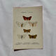 Gravure naturaliste  Papillon 19eme affiche botanique originale 1800