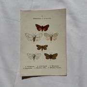 Naturalist engraving Butterfly 19th-century original botanical poster 1800