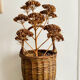 Raw wicker basket