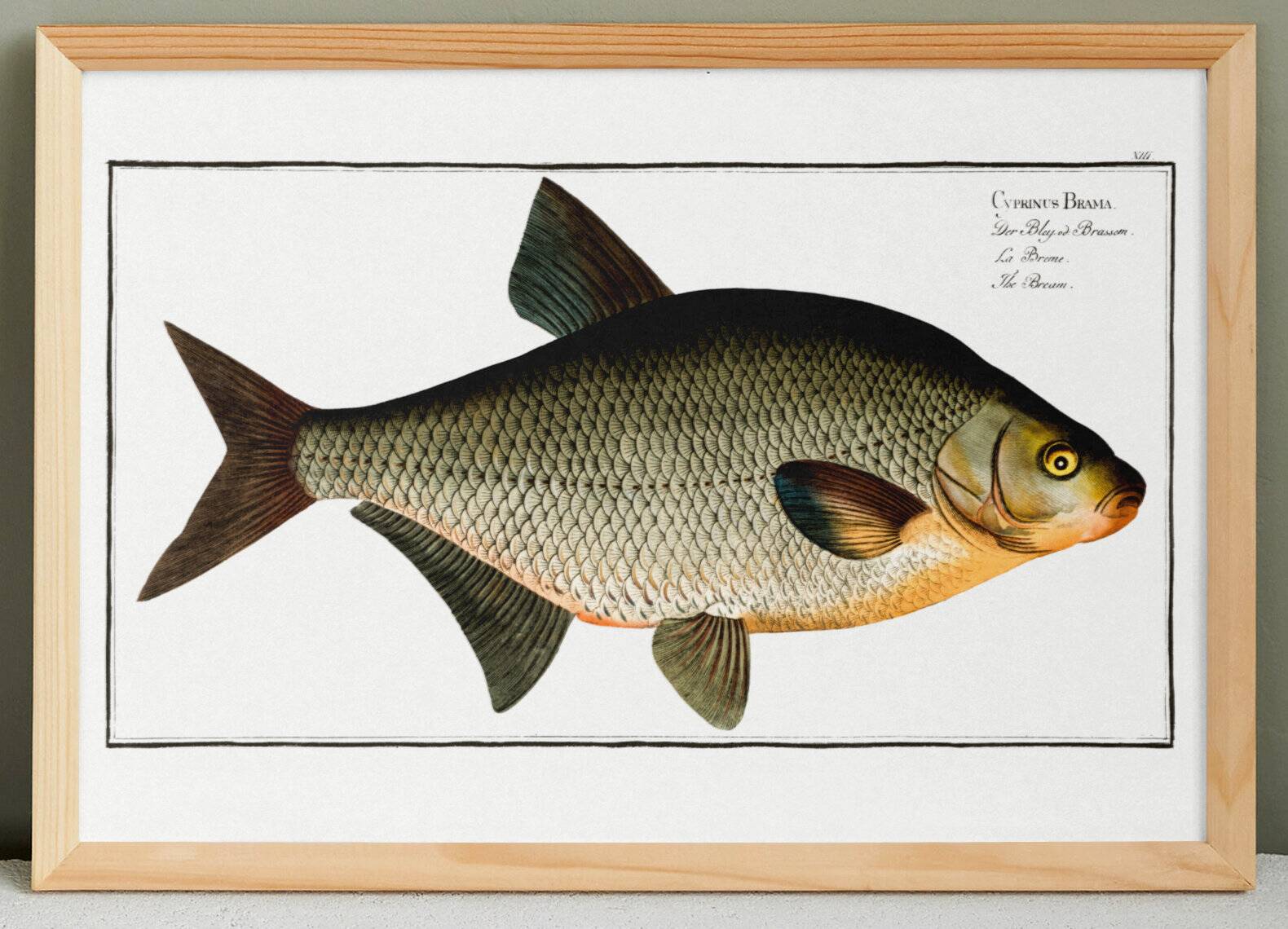 Poster about the bream, a freshwater fish, based on an old engraving