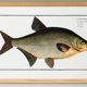 Poster about the bream, a freshwater fish, based on an old engraving