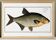 Affiche sur la brème, poisson d’eau douce, d’après une gravure ancienne