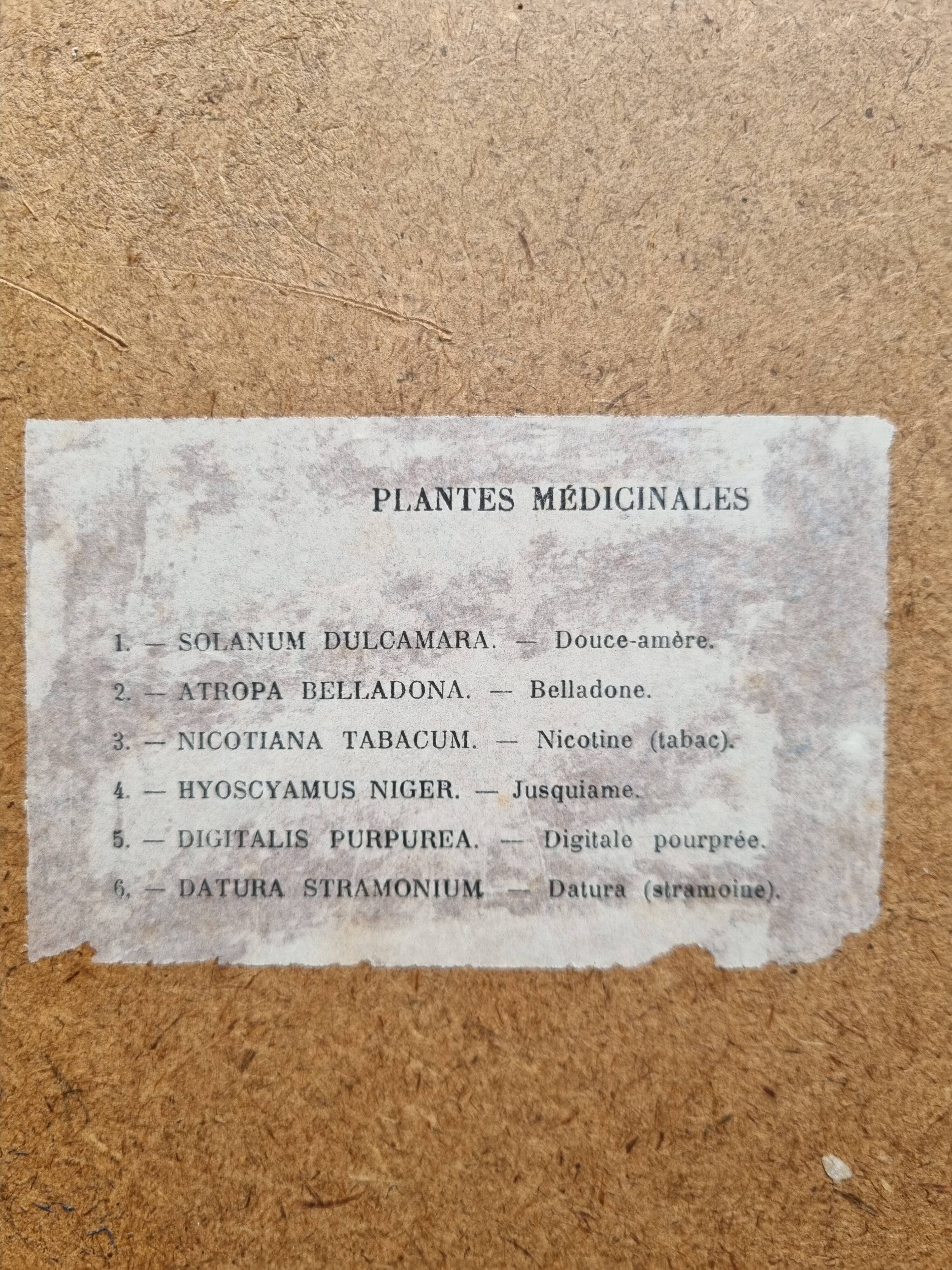 Paire de cadres art deco plantes médicinales