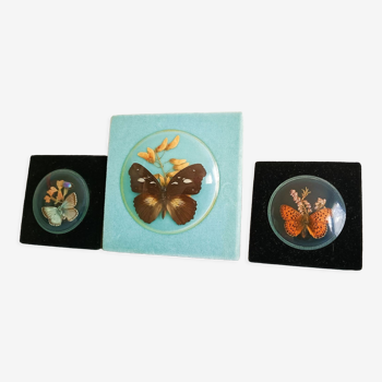Naturalized butterfly frames