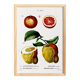 Poster about citrus fruits, based on an old engraving from 1802