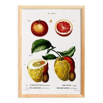 Poster about citrus fruits, based on an old engraving from 1802