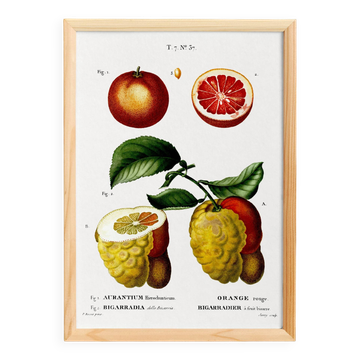 Affiche sur les agrumes, d’après une gravure ancienne de 1802