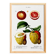 Poster about citrus fruits, based on an old engraving from 1802