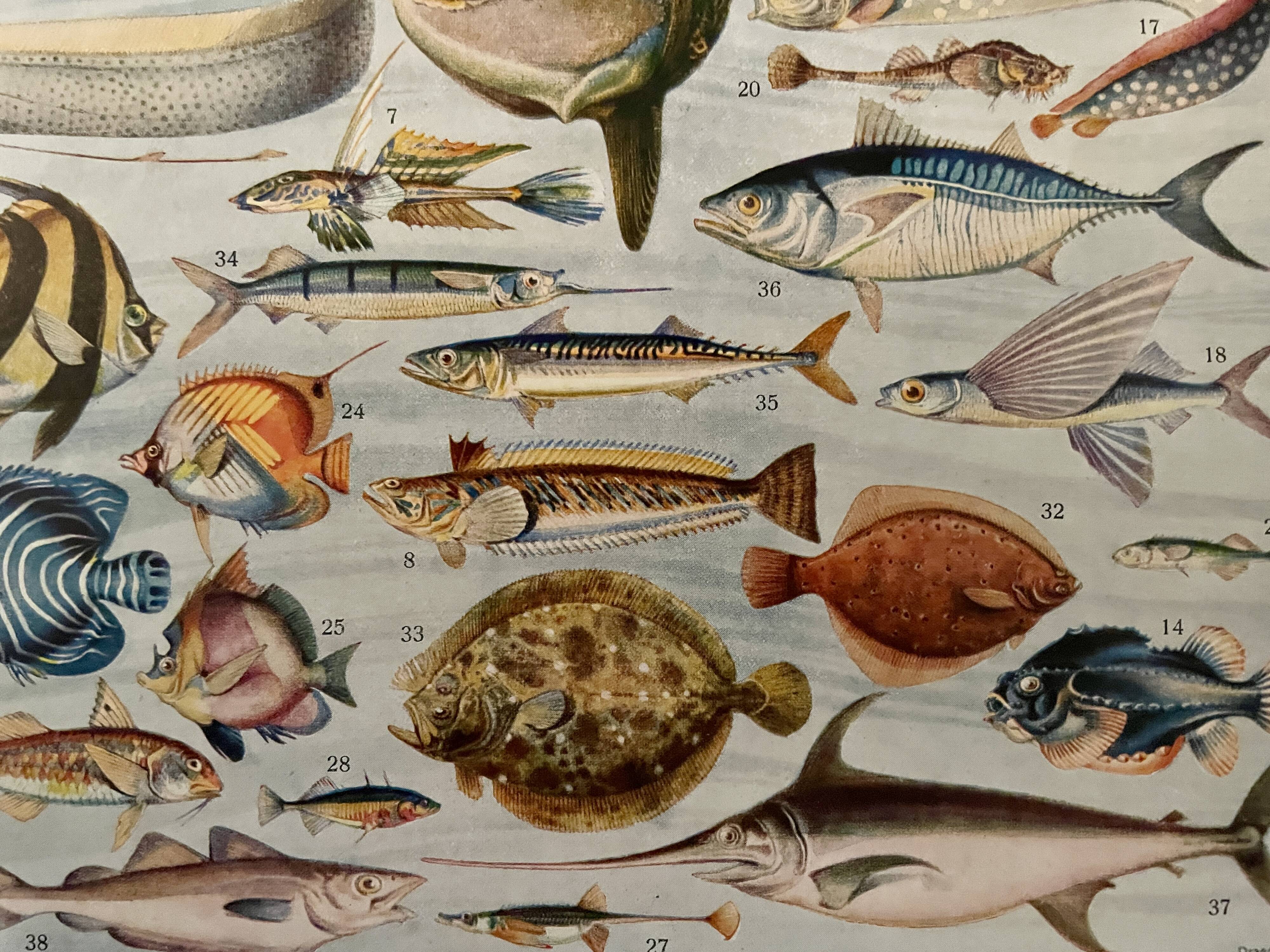 Lithographie sur les poissons - 1930