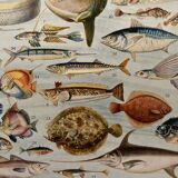 Lithograph on fish - 1930
