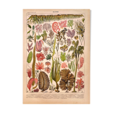 Lithographie Planche algues 1897
