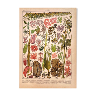 Lithographie Planche algues 1897