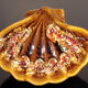 Vallauris coquillage