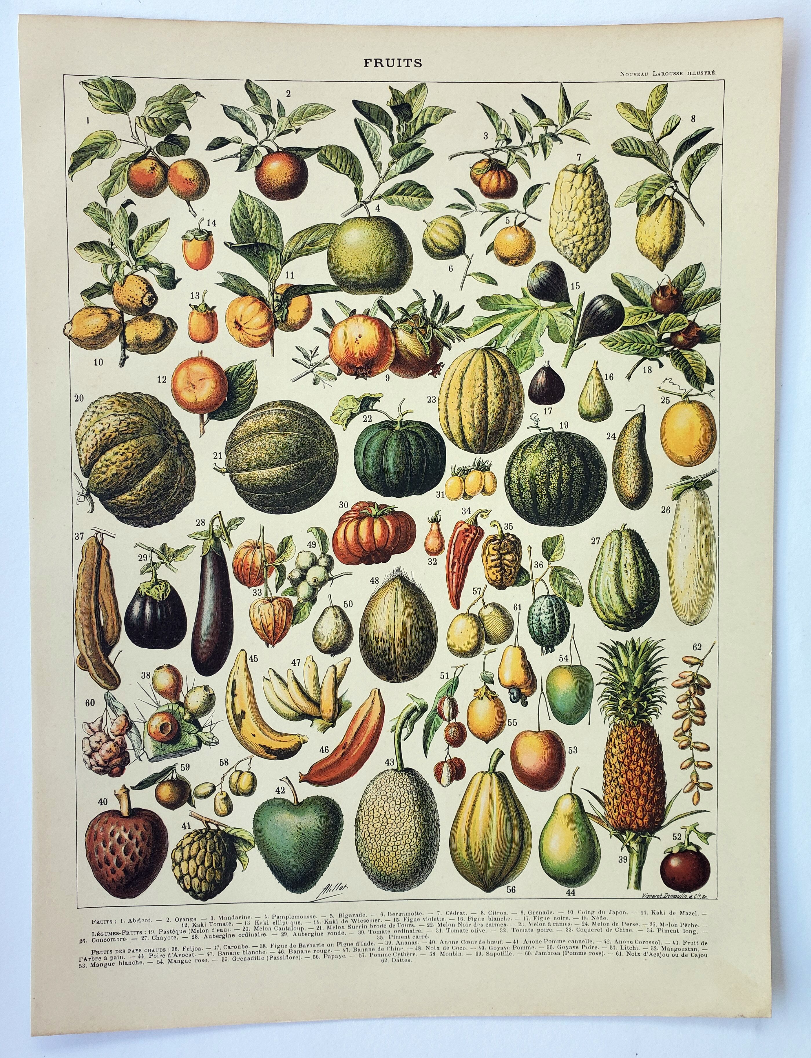 Gravure • Fruits exotiques, variétés • Affiche originale et vintage de 1898