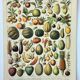 Gravure • Fruits exotiques, variétés • Affiche originale et vintage de 1898