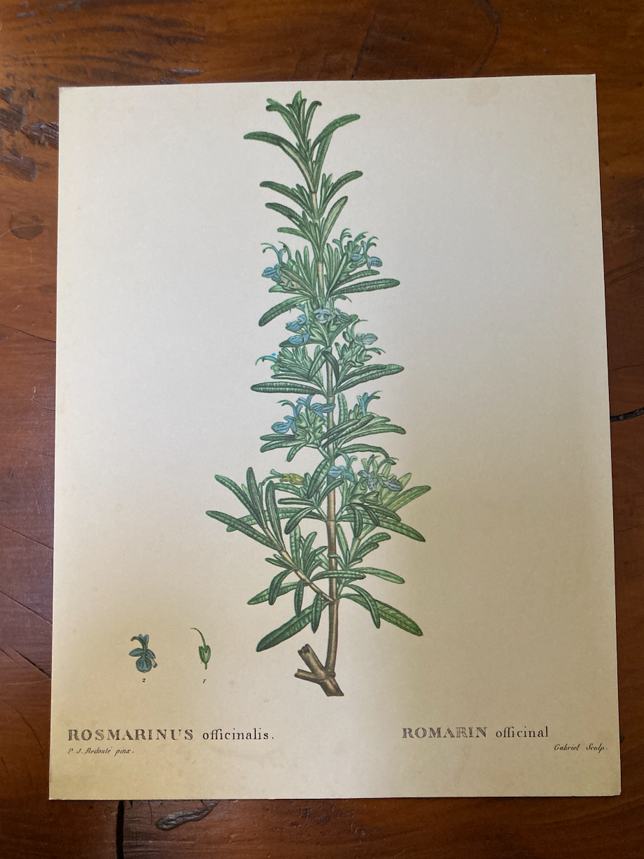 Botanical poster Rosemary