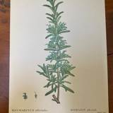 Botanical poster Rosemary