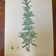 Botanical poster Rosemary