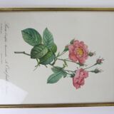 Great Redouté Lithograph
