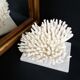 Coral on marble base