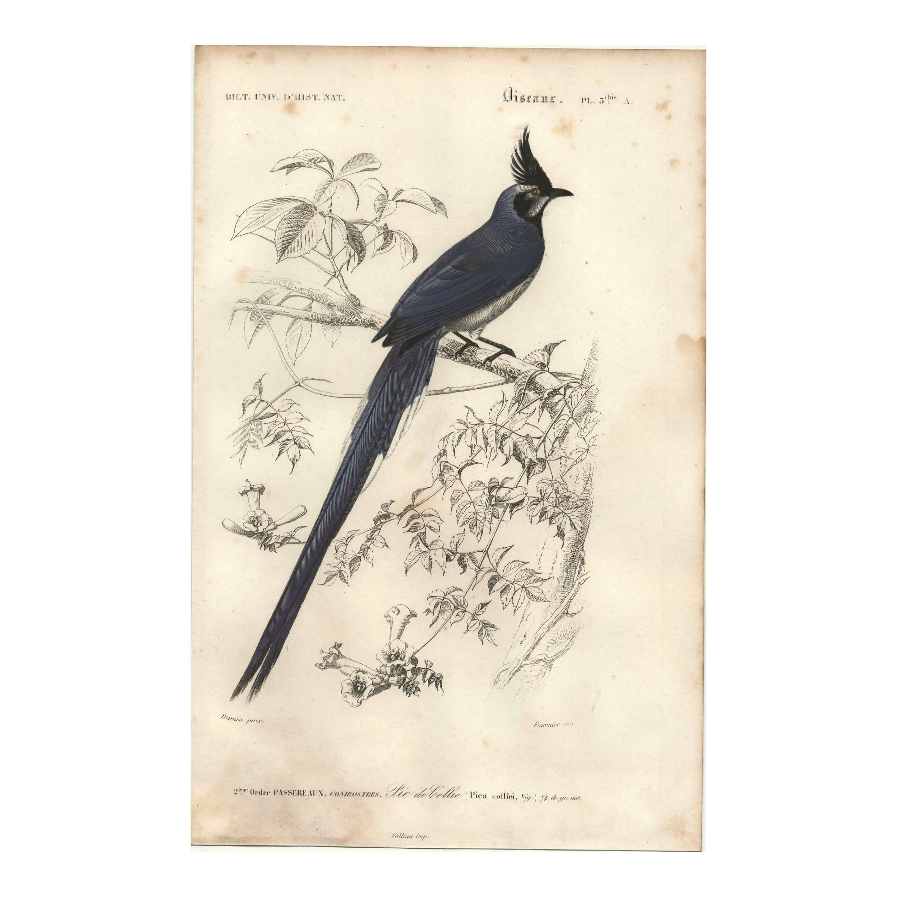 Antique engraving, 1849 - Magpie by E. Travies