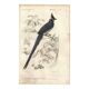 Gravure ancienne 1849 - Pie de Collie par E. Travies