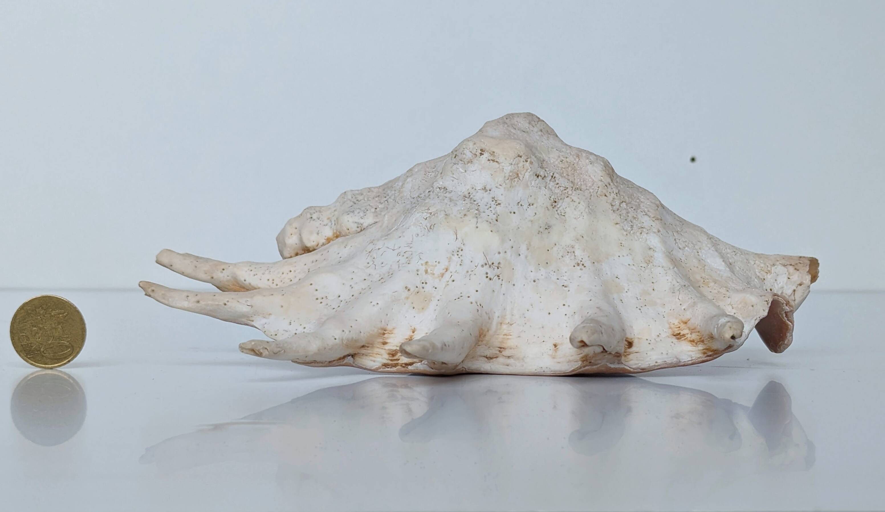 Large pink shell - Large Lambis - Strombidae - Lambis Truncata with 7 digitizations