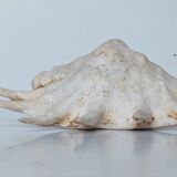 Large pink shell - Large Lambis - Strombidae - Lambis Truncata with 7 digitizations