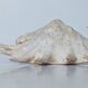 Large pink shell - Large Lambis - Strombidae - Lambis Truncata with 7 digitizations