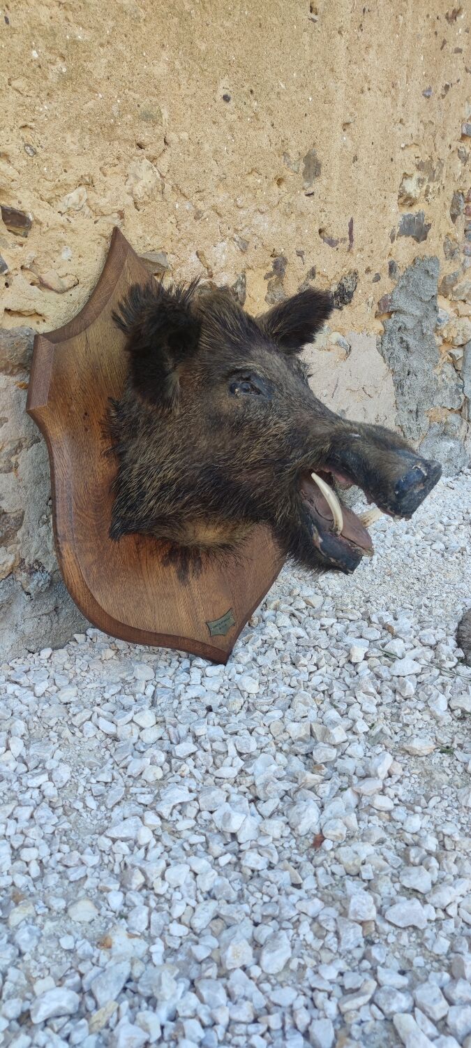 Wild boar hunting trophy