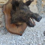 Wild boar hunting trophy