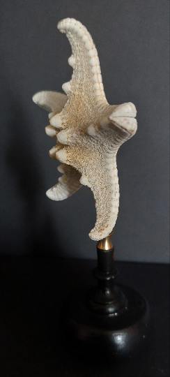 Cabinet of curiosities starfish protoreaster nodosus on pedestal